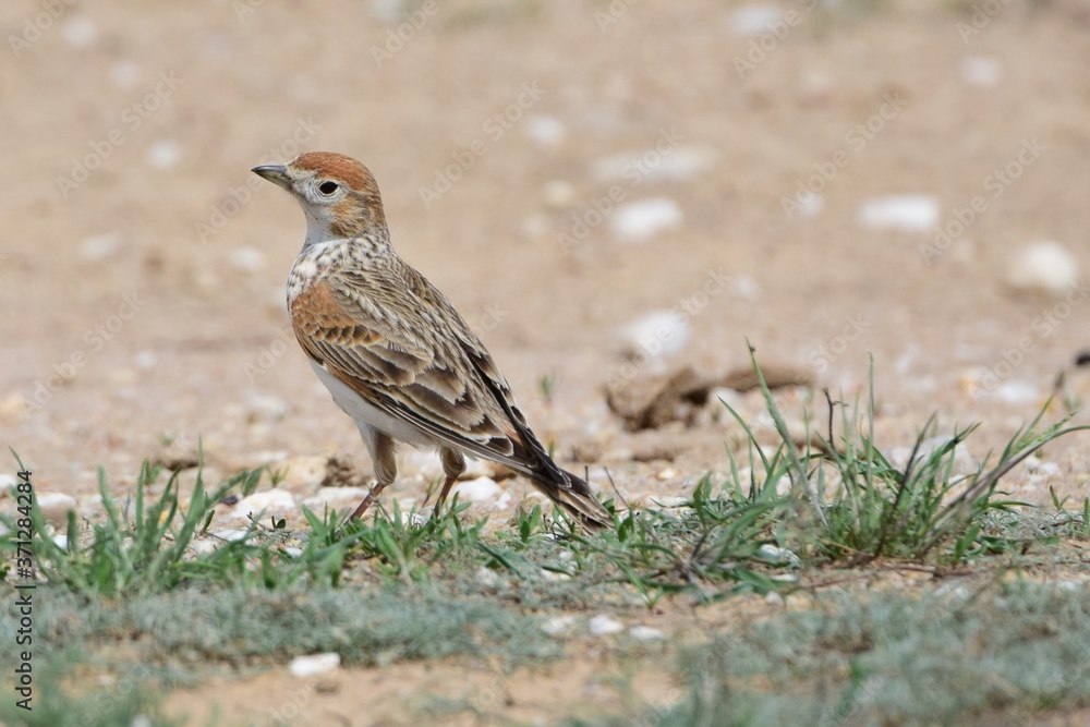 The white-winged lark, or the white-winged steppe lark (Alauda leucoptera), is a species of passerine birds that stands in the steppe on a spring day. The white-winged lark, or the white-winged steppe lark (Alauda leucoptera), is a species of passerine birds that stands in the steppe on a spring day.
