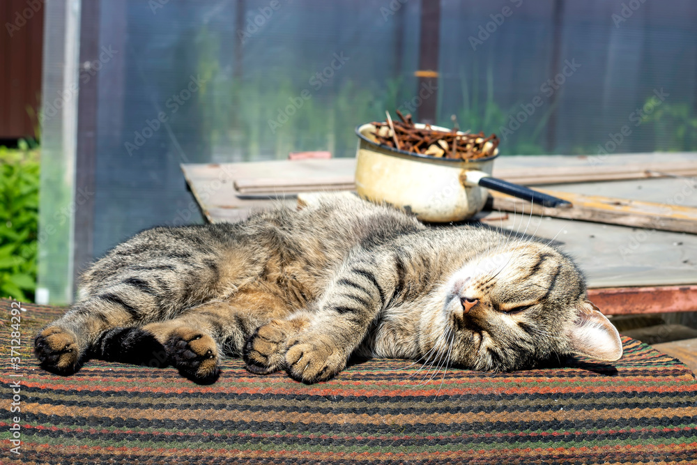 Obraz premium Grey cat sleeping on the street in the summer sunny day.