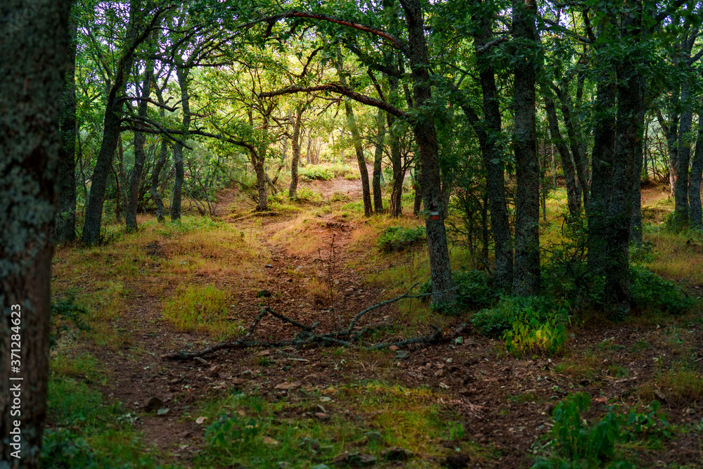 Naklejka premium Bosqu neila