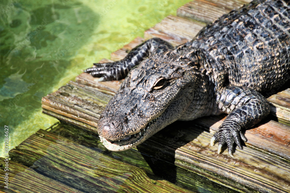 Fototapeta premium A view of an Alligator