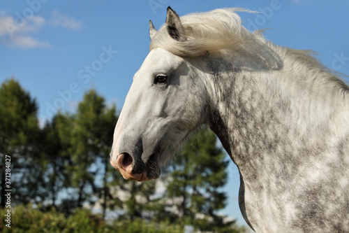 Portrait of dapple gray draft Persheron horse.