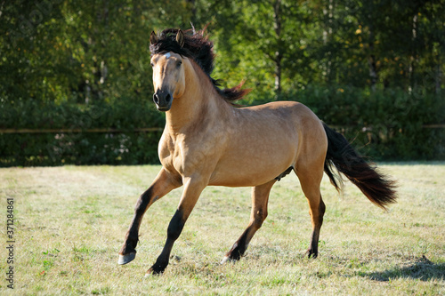 Paso fino horse stallion galloping free in summer evening ranch © horsemen