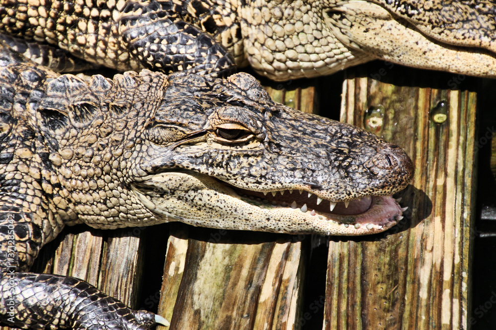 Fototapeta premium A view of an Alligator