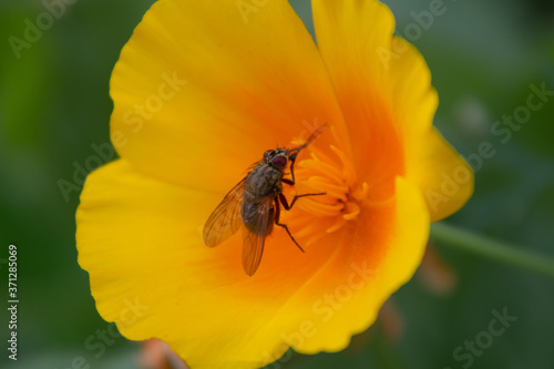 fly on flower © Klaus