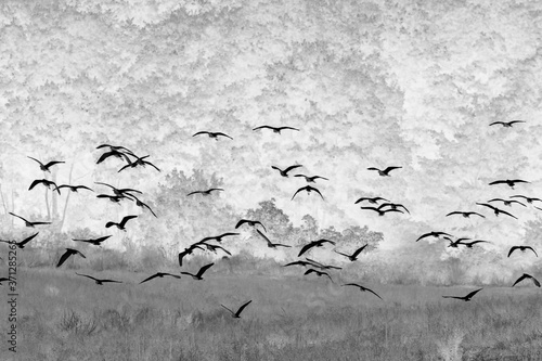 Maremma landscape  Tuscany. White herons in flight. Negative photo.