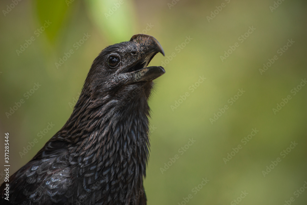 Fototapeta premium Groove-billed ani 