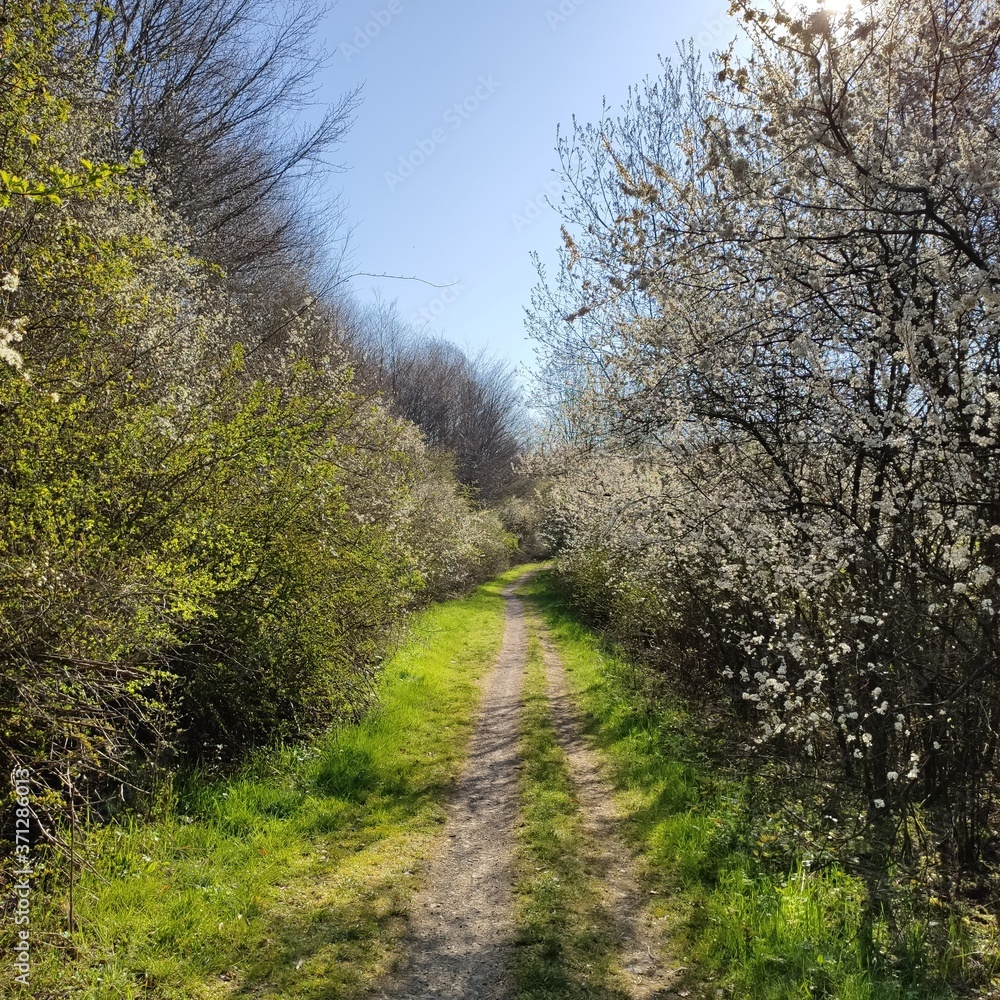 Way from cherry blossom Way from cherry blossom