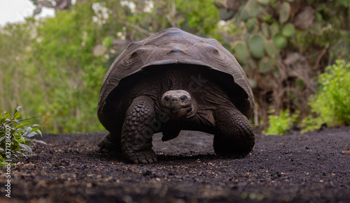 Giant Galapagos Tortoise from Isabela