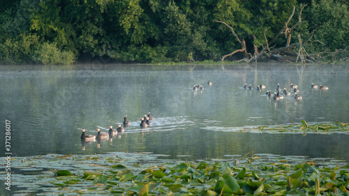 Barnacle geese on the Dune Lake in morning light. Waterscape.