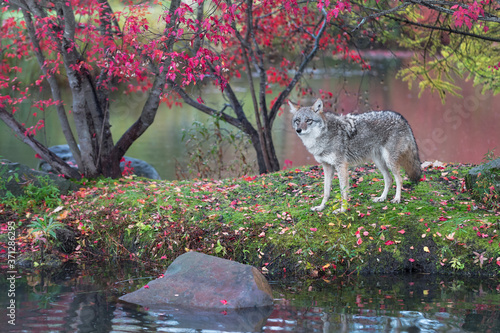 Coyote (Canis latrans) Stands on Island in Rain Autumn photo