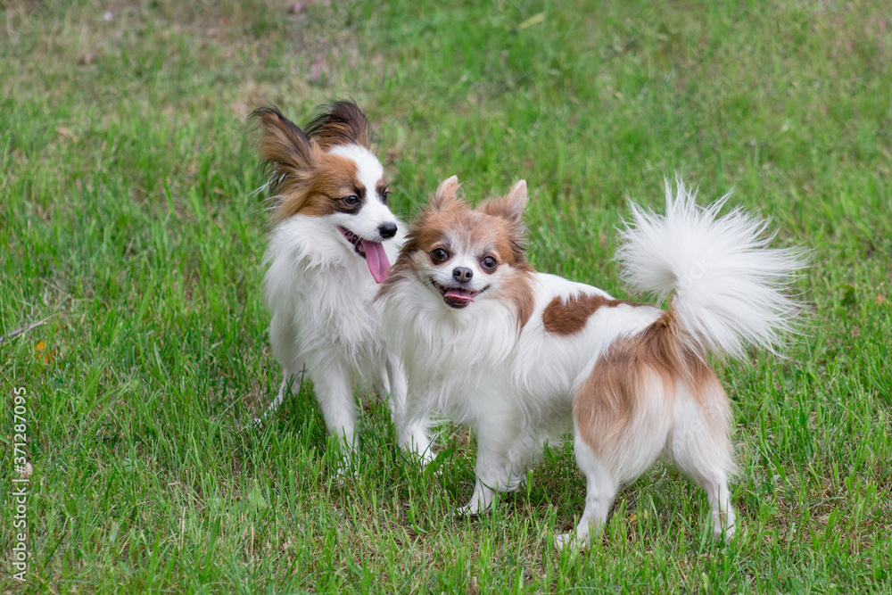Two cute continental toy spaniel puppies are standing on a green grass in the summer park. Pet animals.