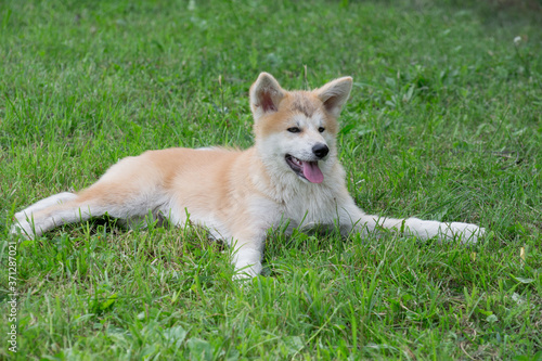 Cute akita inu puppy is lying on a green grass in the summer park. Four month old. Pet animals. © tikhomirovsergey