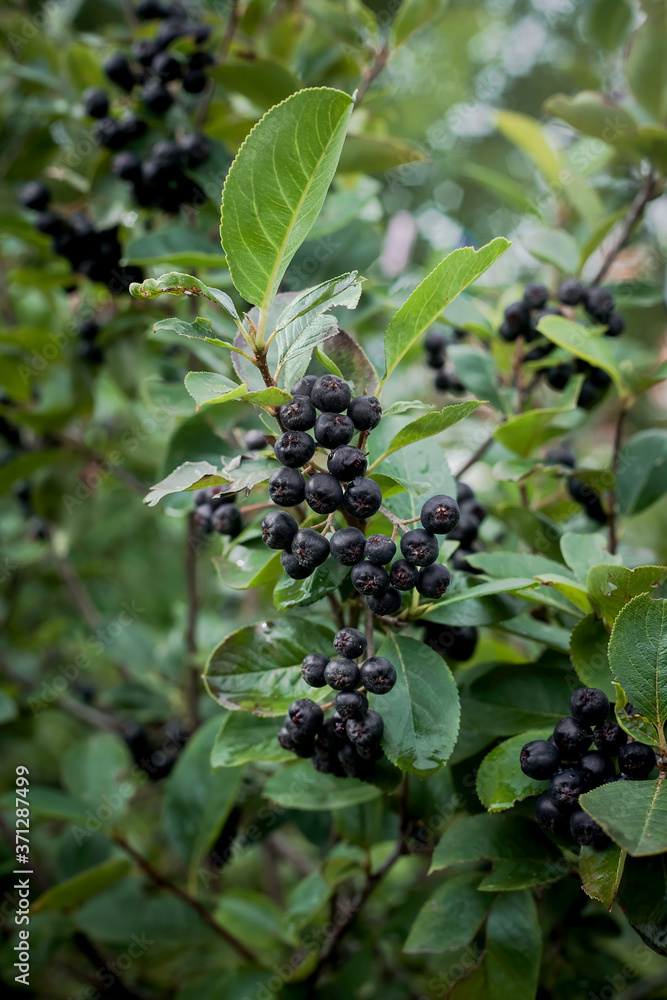 ripe fruits of chokeberry on a branch ripe fruits of chokeberry on a branch