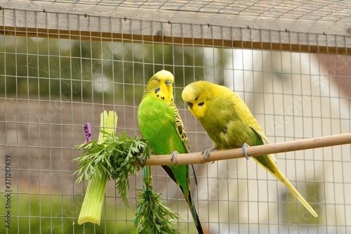 Fényképezés 2 green and yellow budgerigars ,, Melopsittacus undulatus , seemingly engaged in