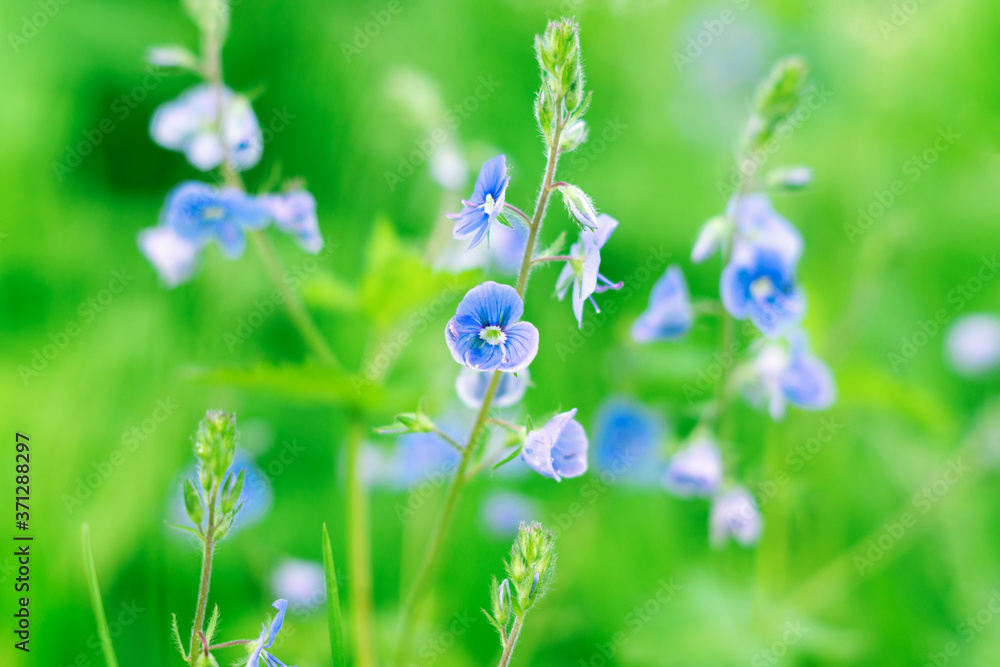 Flowers of Germander speedwell (Veronica chamaedrys) in a clearing in the forest. Natural floral background, close-up, macro Flowers of Germander speedwell (Veronica chamaedrys) in a clearing in the forest. Natural floral background, close-up, macro