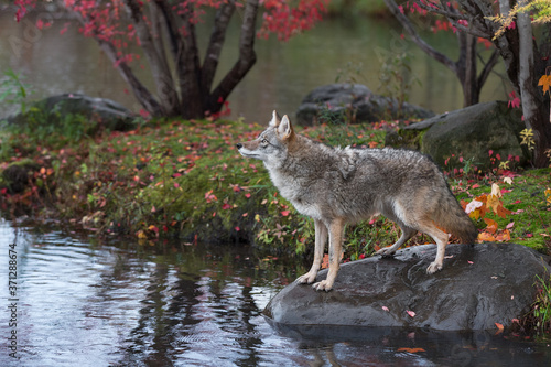 Coyote (Canis latrans) Stands on Island Rock in Rain Looking Left and Up Autumn