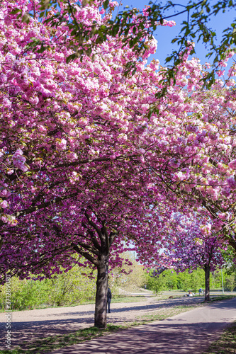 Ciliegi, natura e colori in primavera. Strada sporca in mezzo al bosco e fiori di ciliegio in una piccola foresta vicino Berlino.
