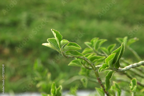 close up of fresh green tea leaves
