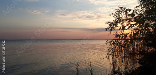Calm sea water and silhouette of a willow tree during sunset in muted colors © Malaui