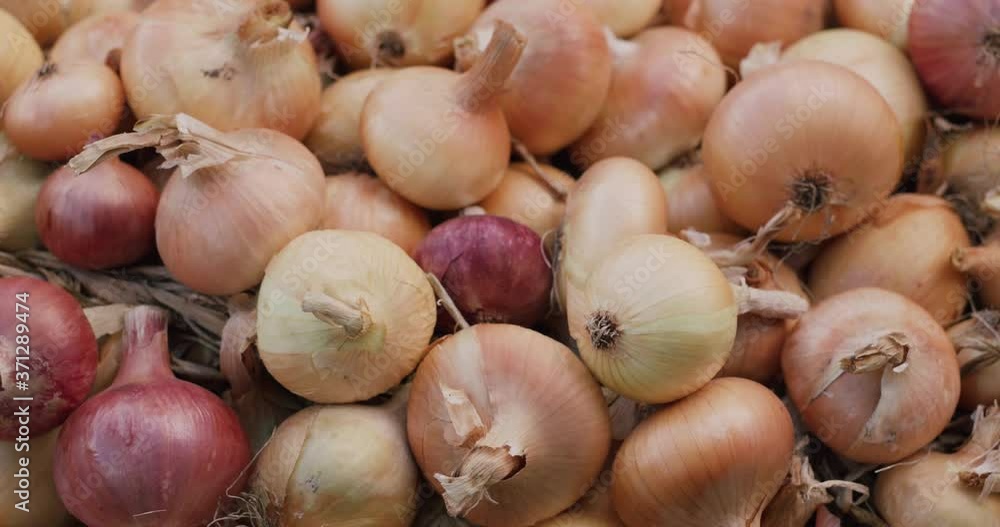 The harvest of onions lies on the ground. Slider shot The harvest of onions lies on the ground. Slider shot