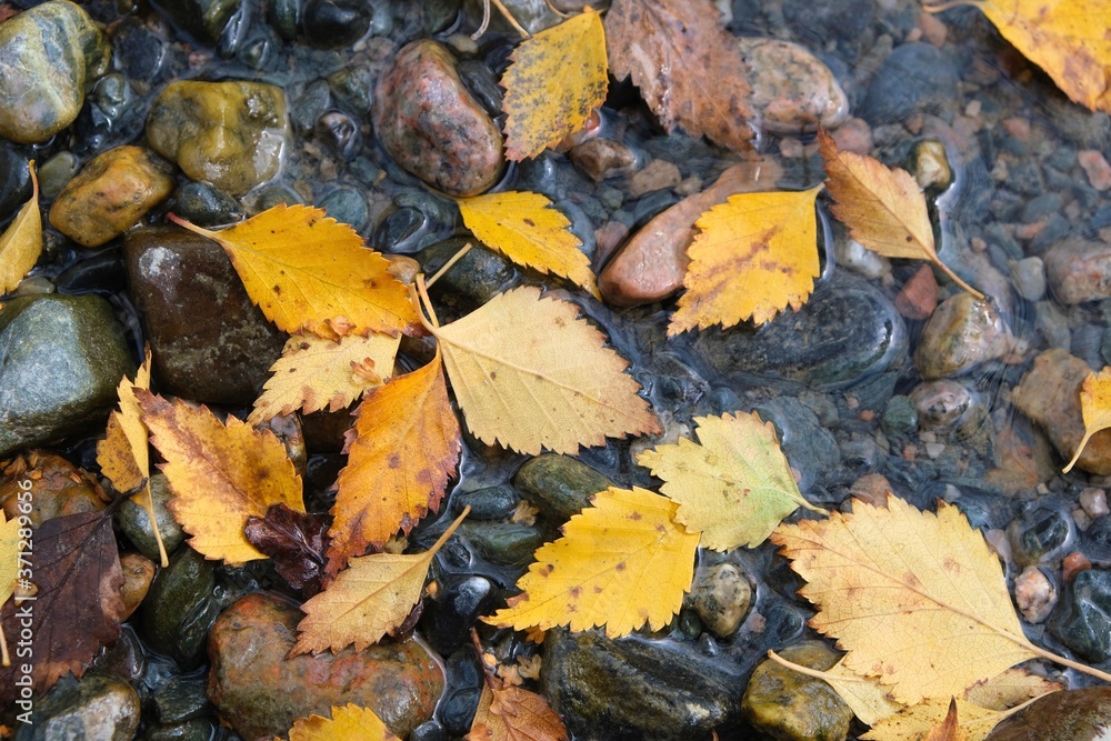 Autumn composition. Yellow, colorful leaves on the background of river stones. Autumn composition. Yellow, colorful leaves on the background of river stones.