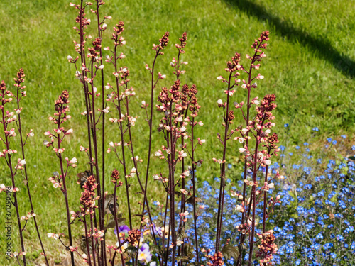 Heuchère pourpre ou Heuchera Micrantha 'Palace purple', plante ornementale aux panicules de fleurs d'aspect rosâtre  photo