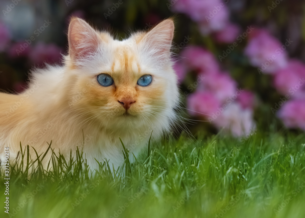 Blue-eyed cat sitting in the grass in front of a flowering rhododendron