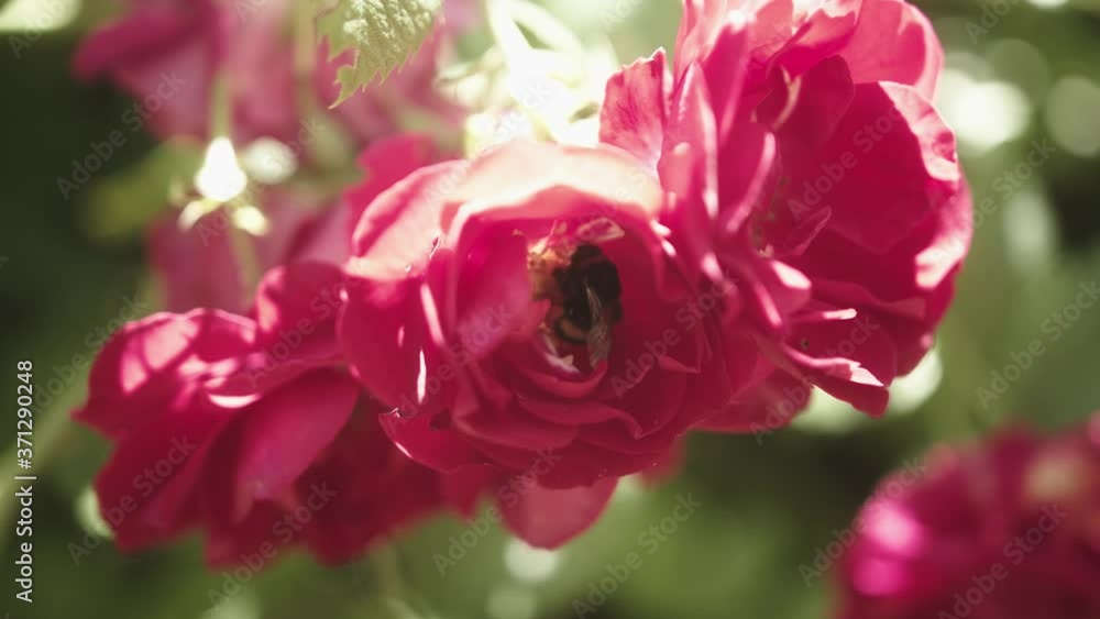 Bee Bumblebee collects nectar pollinating pink rose flowers. Bee Bumblebee collects nectar pollinating pink rose flowers.