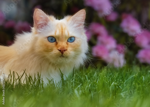 Blue-eyed cat sitting in the grass in front of a flowering rhododendron