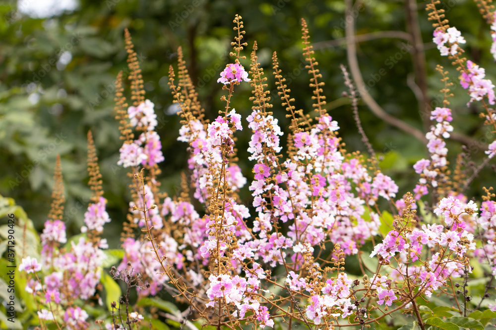 Obraz premium Selective focus Lagerstroemia Speciosa flower are blooming in a garden. Beautiful sweet purple flower.Common name know Giant crepe-myrtle flower,Queen's crepe-myrtle,pride of India.