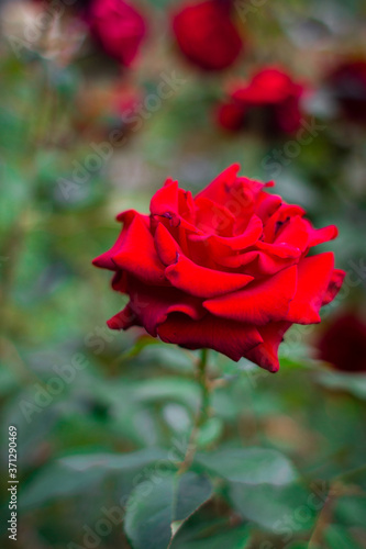 beautiful flower red rose in the garden green leaves