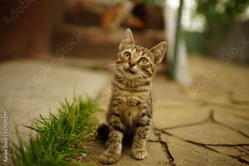 Fototapeta Naklejka Na Ścianę i Meble -  Lovely tabby kitten sitting in a summer yard near green grass