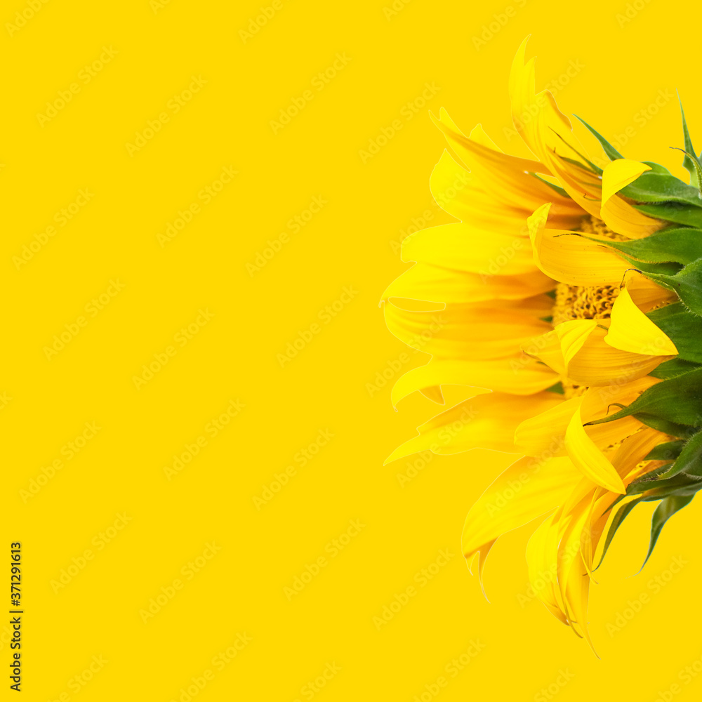 Creative background with yellow sunflower Flat lay. Beautiful single sunflower, floral card. Template for design. Harvest time, agriculture, farming, sunflower oil. Sunflower yellow background
