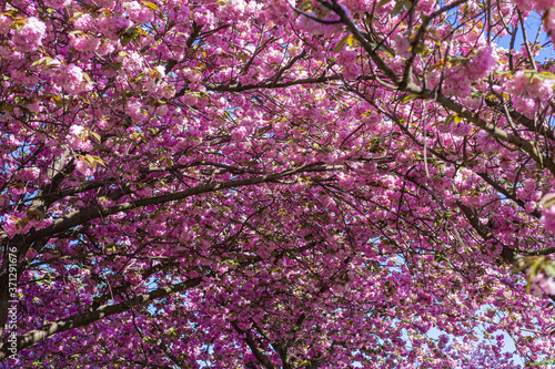 Wallpaper Mural Ciliegi, natura e colori in primavera. Strada sporca in mezzo al bosco e fiori di ciliegio in una piccola foresta vicino Berlino. Torontodigital.ca