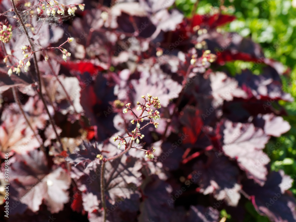 Heuchère pourpre ou Heuchera Micrantha 'Palace purple' à floraison estivale rose clair en panicules de fleurs blanches à crème verdâtre, anthères rouges, feuillage pourpre, métallique et décoratif Heuchère pourpre ou Heuchera Micrantha 'Palace purple' à floraison estivale rose clair en panicules de fleurs blanches à crème verdâtre, anthères rouges, feuillage pourpre, métallique et décoratif