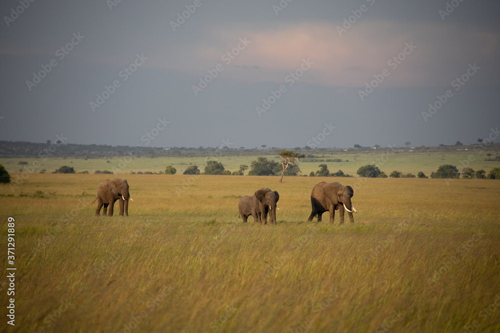 Group of Elephants on Savannah in Kenya, Africa