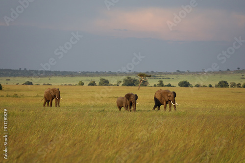 Group of Elephants on Savannah in Kenya  Africa