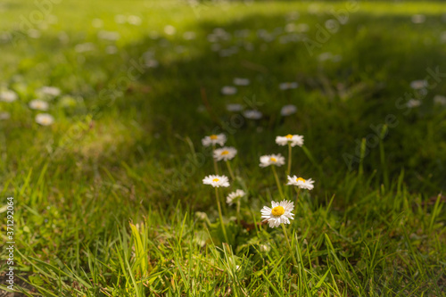 Grass with Daisy flowers, in summer with bokeh background