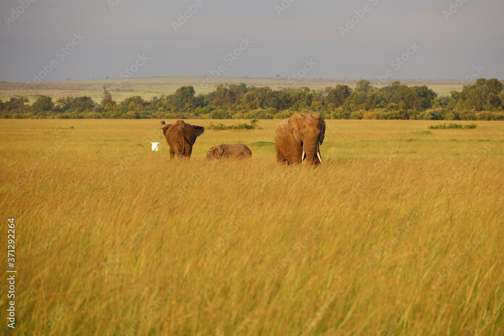 Group of Elephants on Savannah in Kenya, Africa Group of Elephants on Savannah in Kenya, Africa