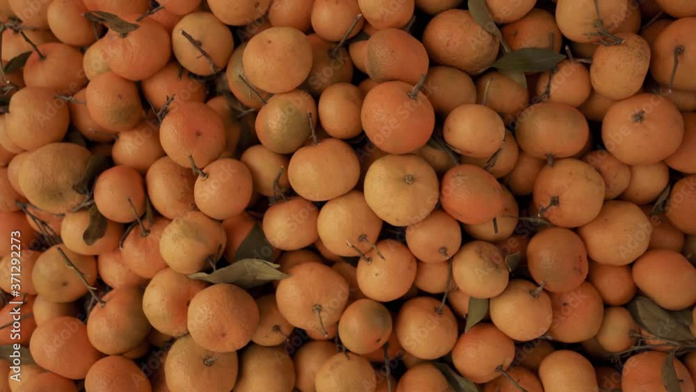 Fresh tangerines are on the counter. Pile of mandarins. Fresh tangerines are on the counter. Pile of mandarins.