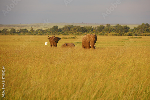 Group of Elephants on Savannah in Kenya, Africa © Hawksnestco.com