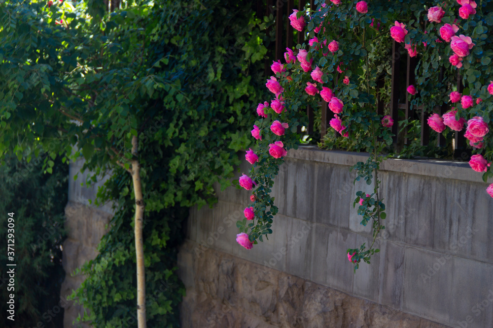 Fototapeta premium Beautiful pink flowers hanging from the top of the green wall
