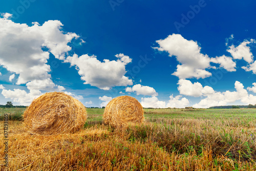 Two round bales of straw in a field against a blue sky with white clouds. Wheat harvesting. photo