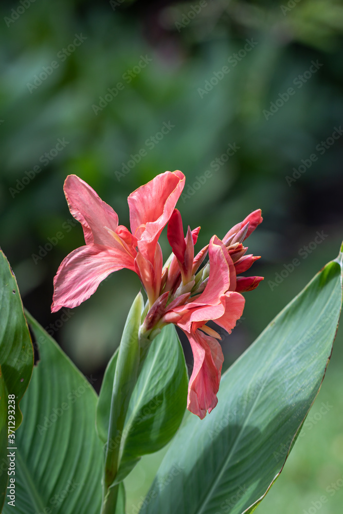 Fototapeta premium Beautiful Canna indica flower or Edible canna flower in a garden. (family: cannaceae, class: liliopsida)