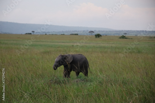 Young Elephant Calf in Kenya, Africa