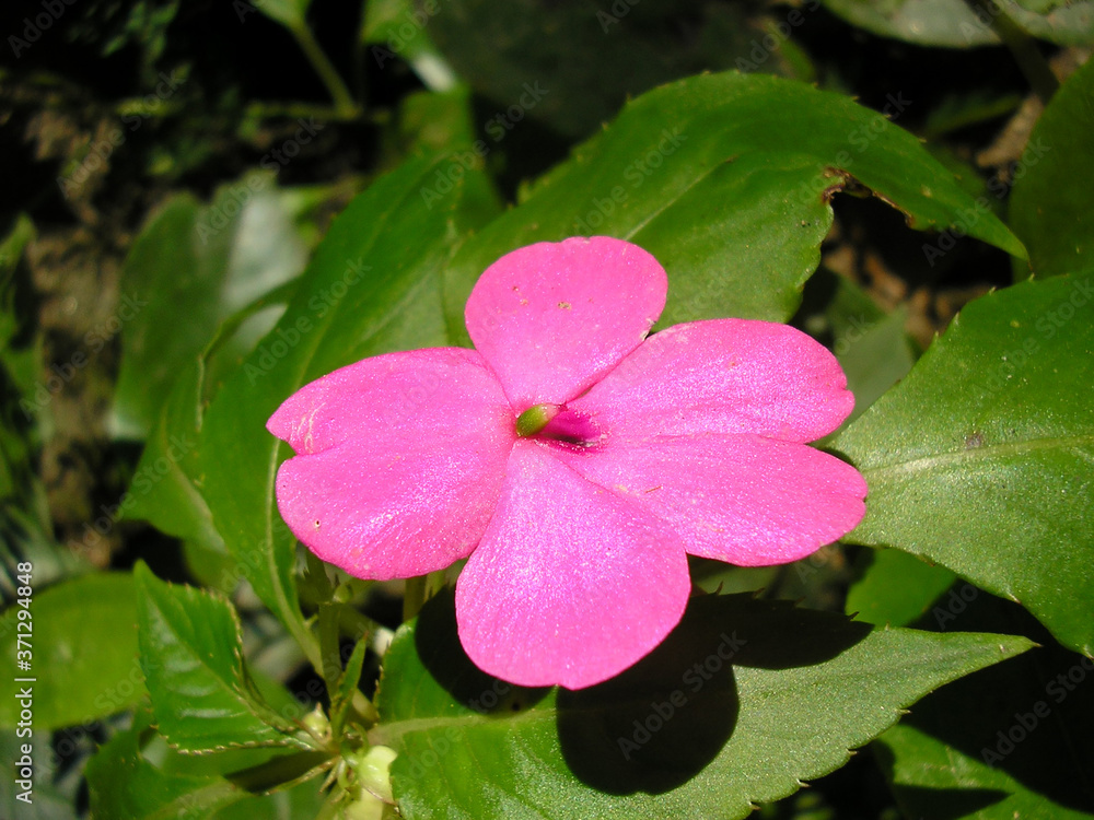 Pink flower Pink flower