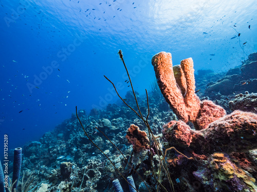 Seascape in turquoise water of coral reef in Caribbean Sea / Curacao with fish, coral and Vase Sponge