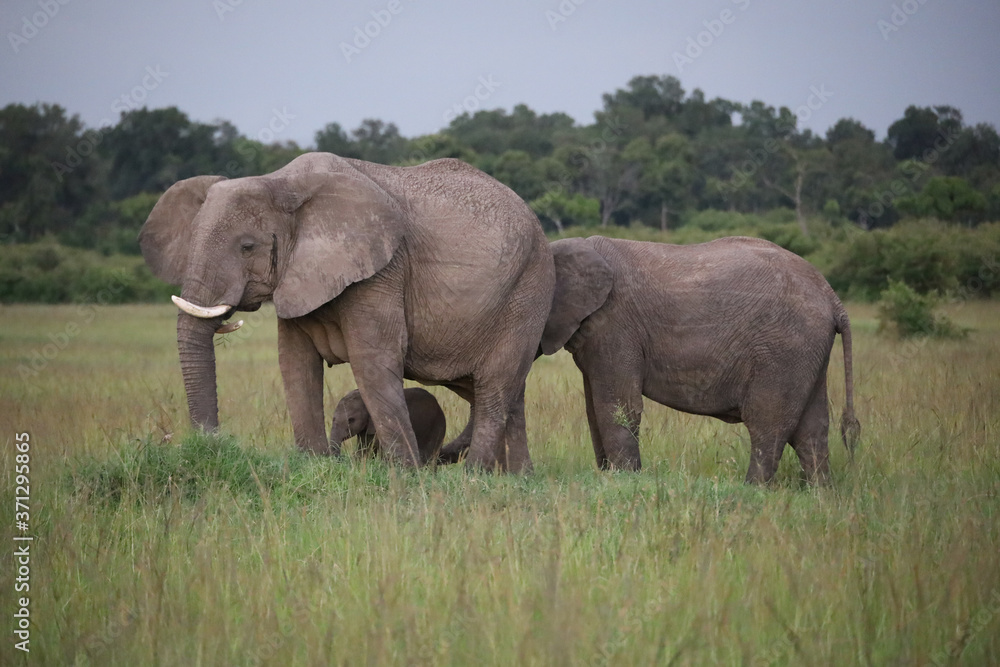 Elephants with Young Calf in Kenya, Africa