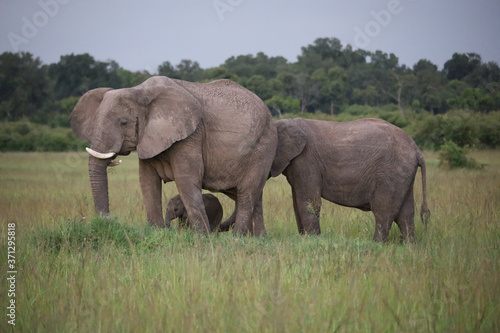 Elephants with Young Calf in Kenya, Africa