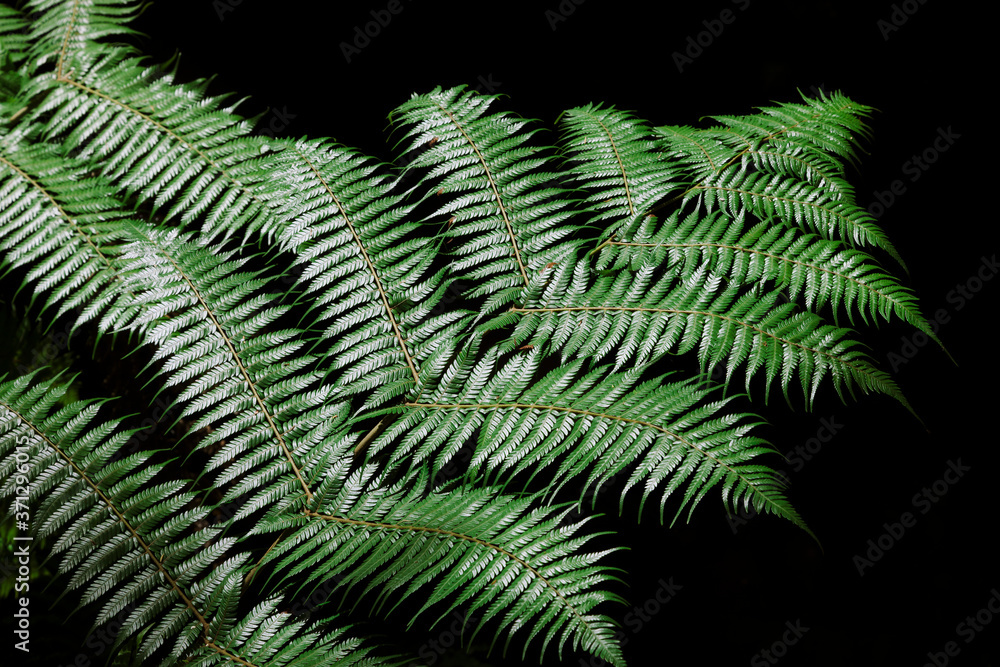 Fern frond against black background Fern frond against black background